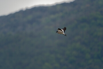 river lapwing in flight