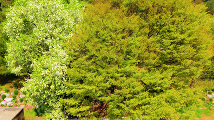 A view of a valley in early summer colored with green light. A beautiful natural view of Sillim, Gangwon Province, Korea's attraction, taken with a drone in the sky. A trip to Gangwon Province