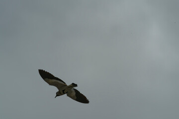 river lapwing in flight