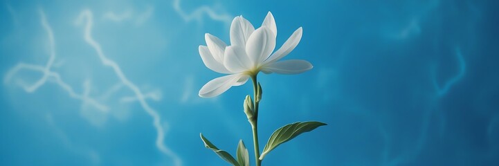 Naklejka premium Elegant White Flower Blooming Against Clear Blue Sky – Nature Photography Capturing Spring Beauty and Floral Serenity