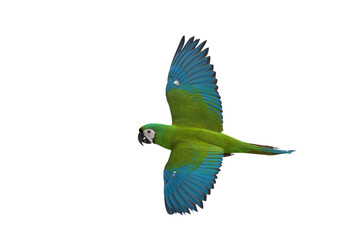 Chestnut-fronted macaw flying isolated on transparent background png file