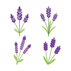 Fototapeta premium Set of colorful lavenders vector art illustration