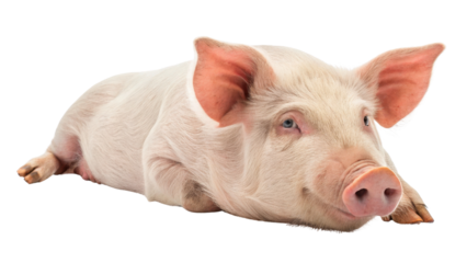 Pink pig lying down on transparency background, showcasing its relaxed posture and soft fur. pig ears are perked up, and its snout is prominent, adding to its adorable appearance