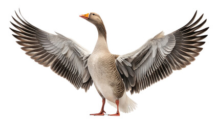 Majestic goose with outstretched wings, showcasing its detailed feathers and vibrant orange beak, standing confidently on transparency background