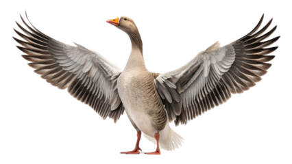 Majestic goose with outstretched wings, showcasing its detailed feathers and vibrant orange beak, standing confidently on transparency background