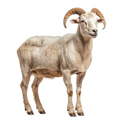 Fototapeta premium White Ram with Curved Horns