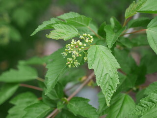 Amur maple in bloom with buds, Colorado