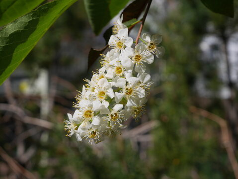 Blooming white chokecherry flowers, Colorado