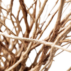 Dry twigs and branches arrangement isolated on transparent background