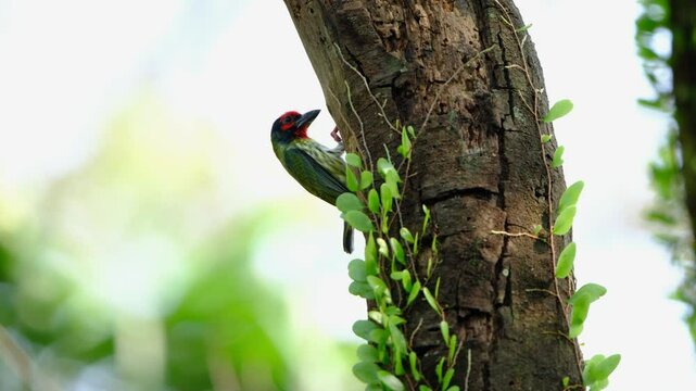 portrait of the coppersmith barbet on a tree