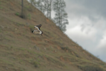 river lapwing in flight