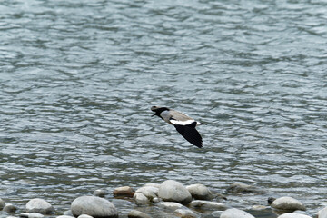 river lapwing in flight