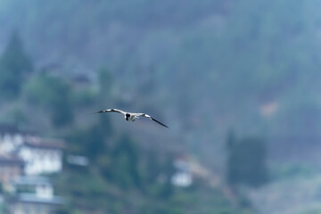 river lapwing in flight