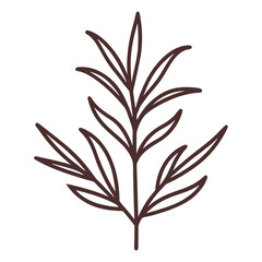 Tarragon Herb Line Art Illustration