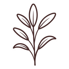 Minimalist Sage Herb Line Art Illustration