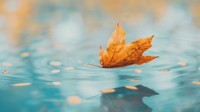 Ephemeral beauty of a maple leaf floating on serene water surface