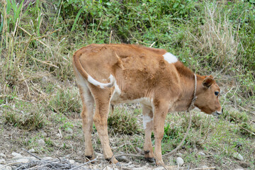 calf in the field