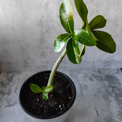 a green potted Adenium plant growing in the soil
The concept of nature, growth, houseplant