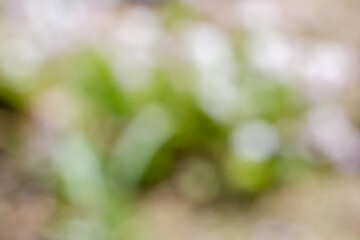 春の草花の抽象的な背景