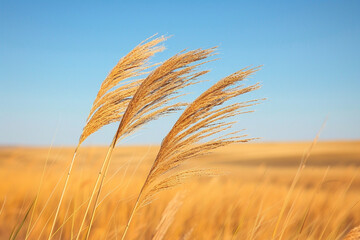 Fototapeta premium Experience charming breathtaking transformation of charming prairie during charming autumn season, as vibrant golden grasses dance in charming wind and charming harmonious melodies of migrating birds 