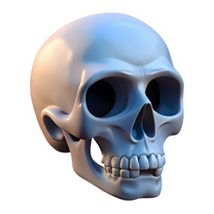 Obraz premium Human Skull Anatomy: Detailed Structure