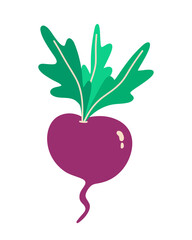 Beet.Isolated on white background.