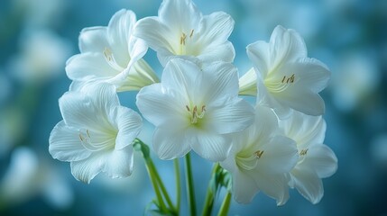 Obraz premium Captivating White Amaryllis Blooms Displayed on a Serene Aquamarine Backdrop, A Symphony of Floral Elegance and Soft Color Transitions