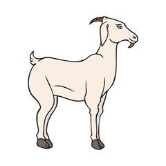 lamb vector illustration