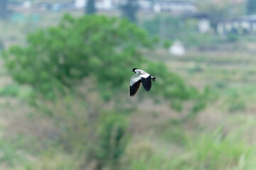 river lapwing in flight