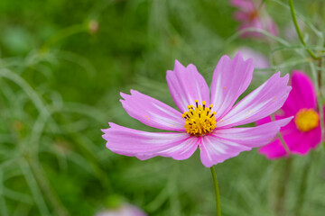 Fototapeta premium 淡いピンクのコスモスの花
