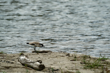 river lapwing in flight