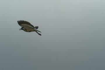river lapwing in flight