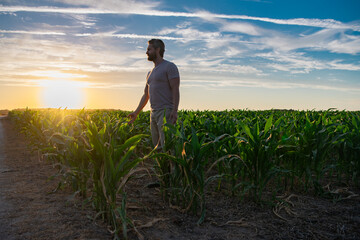 A farmer inspects the cornfield on sunrise. The male farmer works outdoors in the field. Agricultural worker farmer harvesting corn. A man examines the maize crop. Farmers work to harvest the crop.