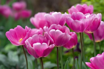 Fototapeta premium Vibrant pink tulip blooms in a sunny spring garden perfect for floral enthusiasts and nature lovers seeking beautiful imagery for creative projects and presentations