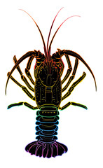 Rock Lobster