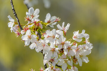 満開の桜の花と春の陽光