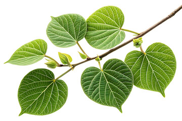 Green leaves and branch isolated on transparent background