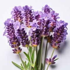 Fototapeta premium English lavender