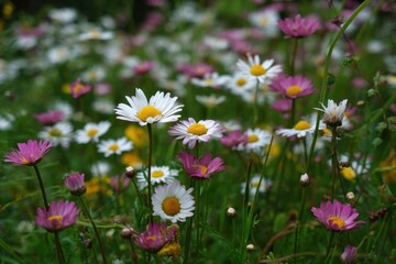 Obraz premium Colorful wildflowers in spring showcasing vibrant daisies and assorted blossoms for nature enthusiasts and floriculture fans looking for stunning floral arrangements