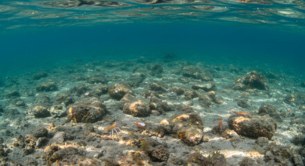Fototapeta premium Sunlit Mediterranean Seabed: Rocky Reef & Sandy Patches