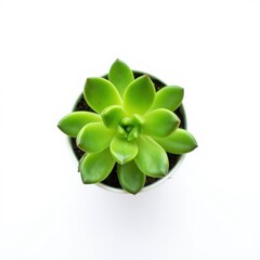 Top-down view of a lush, vibrant green succulent in a white pot on a bright, clean surface, offering a fresh and minimalist plant photography style.

