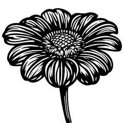 marigold vector silhouette and illustration svg 