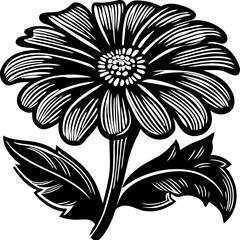 marigold vector silhouette and illustration svg 