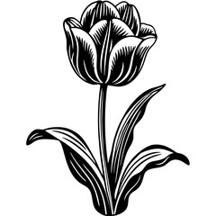 tulip flower vector silhouette and illustration