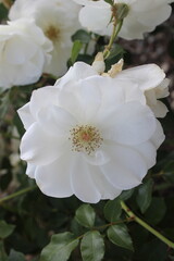 This is a fully bloomed white rose with soft, layered petals and a subtle pink center filled with stamens. In the background, other white roses and green leaves are slightly blurred, highlighting the