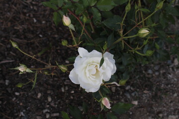 This is a fully bloomed white rose with soft, layered petals and a subtle pink center filled with stamens. In the background, other white roses and green leaves are slightly blurred, highlighting the 