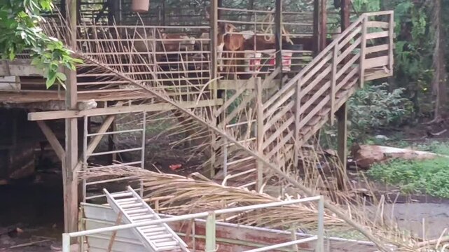 wooden elevated goat barn in a village in kluang,  johor, Malaysia.