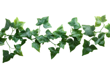 Lush green ivy vine isolated on black background perfect for design projects offering vibrant on transparent background