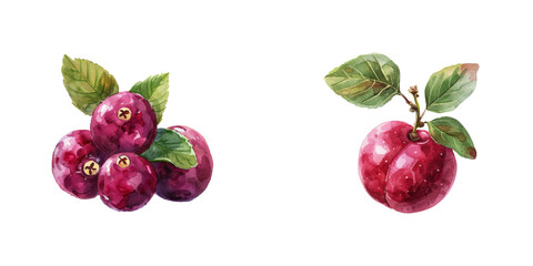 cranberry watercolor vector illustration