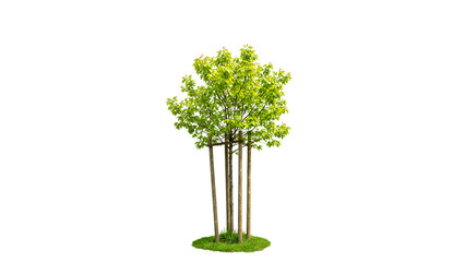 Newly planted tree in a landscaped garden with green grass surrounding its base